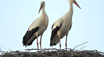 Uchronili młode bociany od śmierci