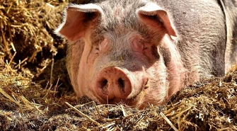 Wojewoda wydał specjalne rozporządzenie w sprawie ASF