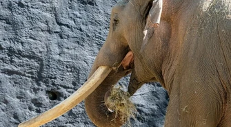 Łódź: w Orientarium zamieszkał pierwszy lokator - słoń Aleksander