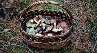 We wrześniu dobra pogoda dla grzybiarzy