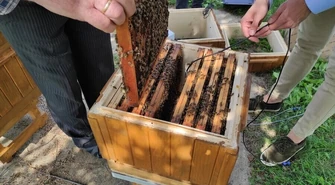 Pszczele rodziny zamieszkały w inteligentnych ulach w Wolborzu