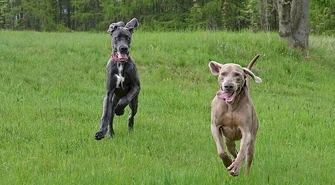 Dogi niemieckie zaprezentują się w Sulejowie