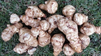 Topinambur &#8211; wielki kulinarny powrót