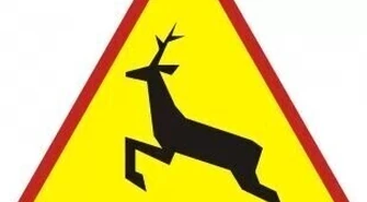 Wypadki z udziałem dzikich zwierząt - czy można ich uniknąć?