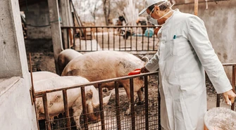 Powiat piotrkowski może znaleźć się w niebieskiej strefie ASF