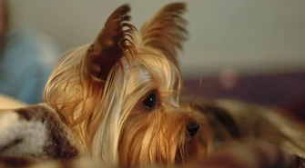 Usłyszał zarzut znęcania się nad zwierzęciem