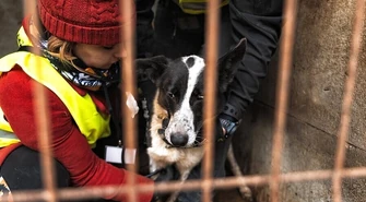 Pogotowie dla Zwierząt: policja w największym schronisku dla psów