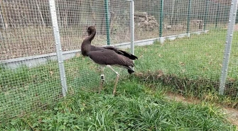 Nowy podopieczny Osady Leśnej w Kole