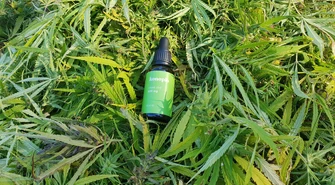 Olejek CBD: właściwości i działanie. Gdzie kupić CBD w Piotrkowie Trybunalskim?