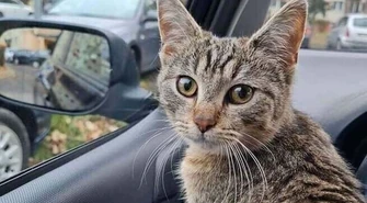 Miasto Kotów walczy o Zwierzakobusa