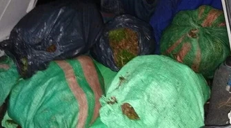 Chciał ograbić las... z mchu