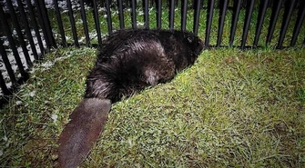 Strażacy uratowali bobra