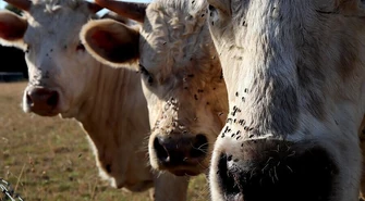 Skuteczne sposoby zwalczania owadów