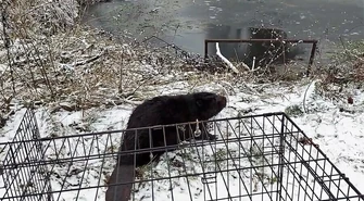 Bóbr z Koła już na wolności