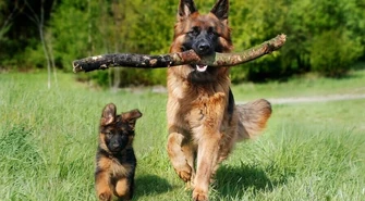 &#8222;Bilet kupujesz, miskę fundujesz", czyli akcja miska dla psa