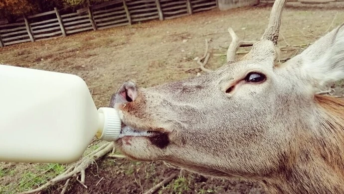 Uratowali tysiąc zwierząt