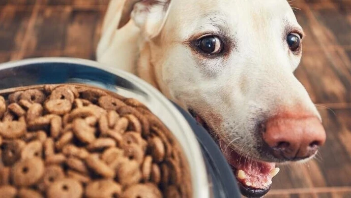 Jak wybrać suchą karmę dla psa?