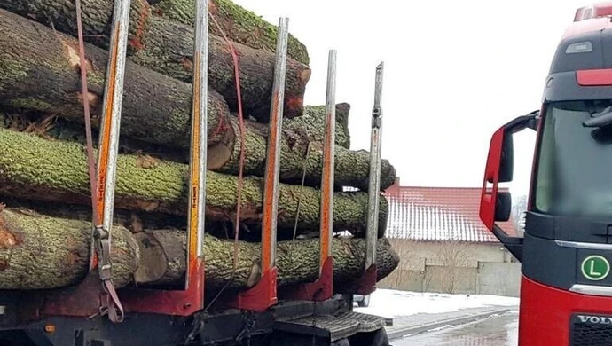 Za dużo drewna. Ile pokazała waga?