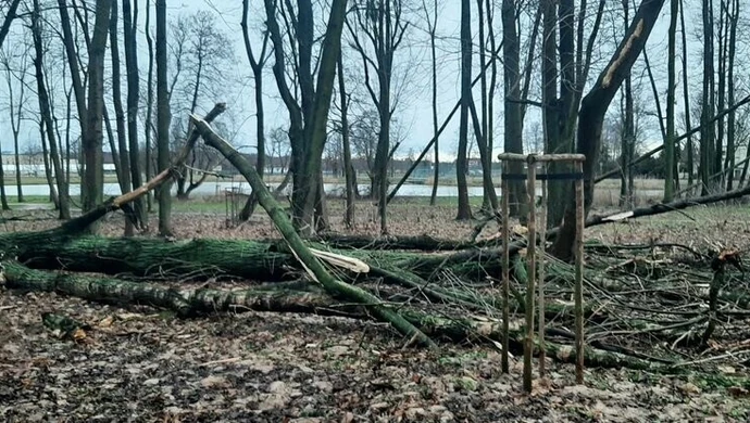 Wichura uszkodziła zabytkowe drzewa. Park zamknięty