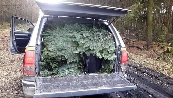 Złodzieje jodły złapani na gorącym uczynku