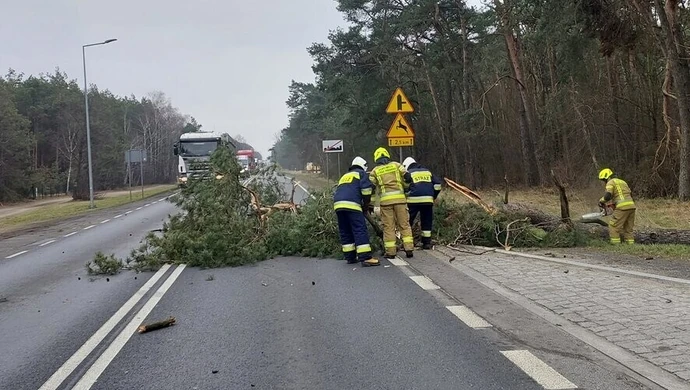 Strażacy usuwali drzewa z "dwunastki"