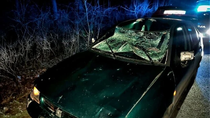 Kierowca seata zderzył się z łosiem