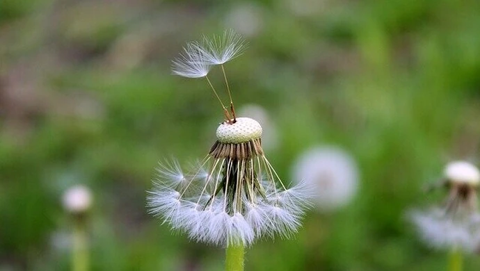 Mniszek lekarski a mlecz &#8211; czym się różnią, jak pozbyć się ich z ogrodu?