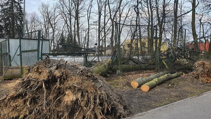 Drzewa w parku wciąż leżą. Kiedy je usuną?