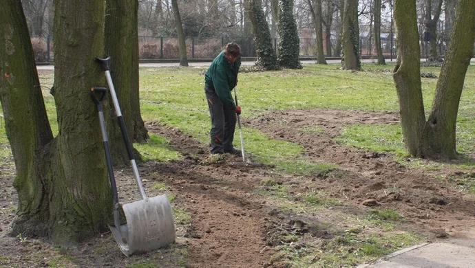 Powalone drzewa (w końcu) zniknęły z parku