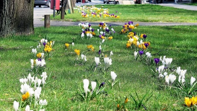 Piotrków nabiera wiosennych barw