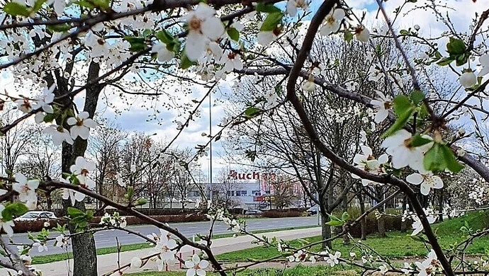 Magnolia, forsycja czy może wiśnia różowa?