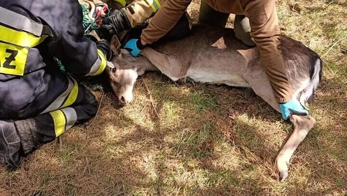 Daniel zaplątał się w siatkę. Pomogli lekarze i strażacy