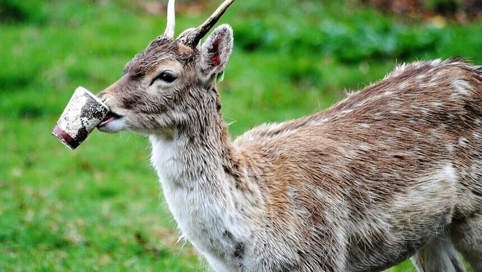 Korzystaj z uroków lasu, ale śmieci zabierz ze sobą