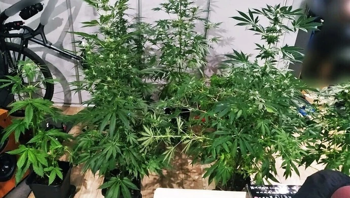 Grzybki i konopie źródłem kłopotów