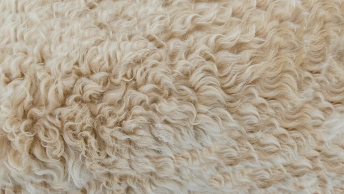 Dywany shaggy &#8211; wady i zalety