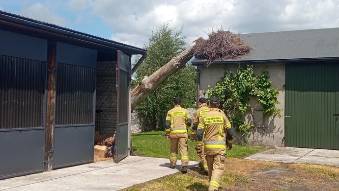 Przewrócone gniazdo. Bociany szukają nowego miejsca