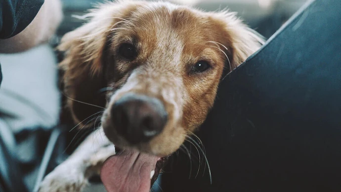 Rozgrzane auto to śmiertelna pułapka!