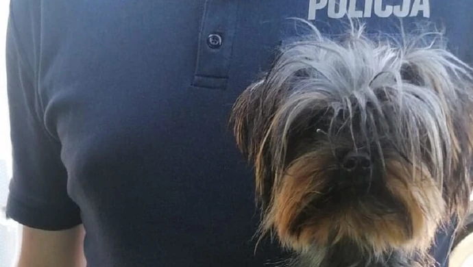 W upalny dzień zostawił psa w zamkniętym aucie