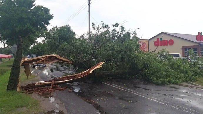 Drzewo zablokowało drogę