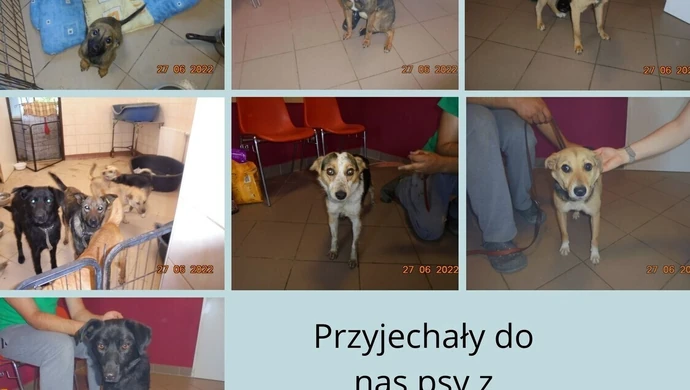 Українські собачки в притулку для тварин у Пьотркуві