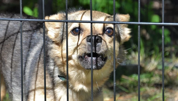 Miłość do zwierząt nie ma urlopu - także w Piotrkowie [ZDJĘCIA]