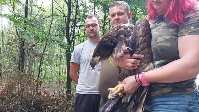 Uratowali orła bielika