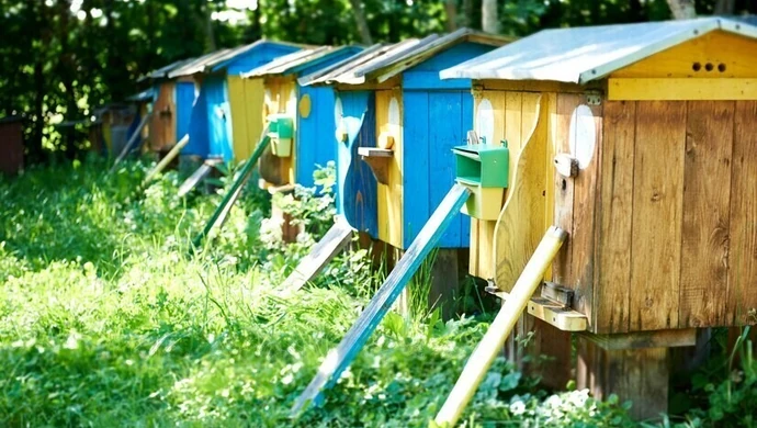 Pszczoła w mieście - powstanie ogród dla owadów