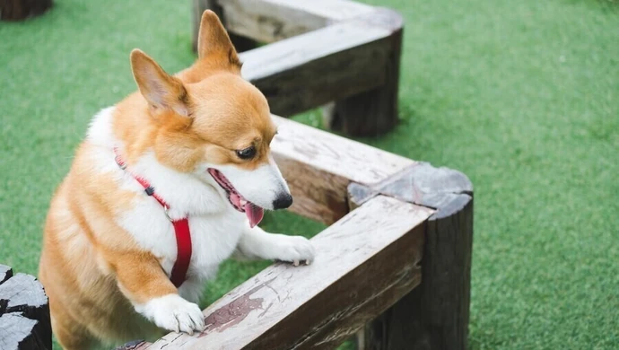 Psi plac zabaw powstanie w Piotrkowie