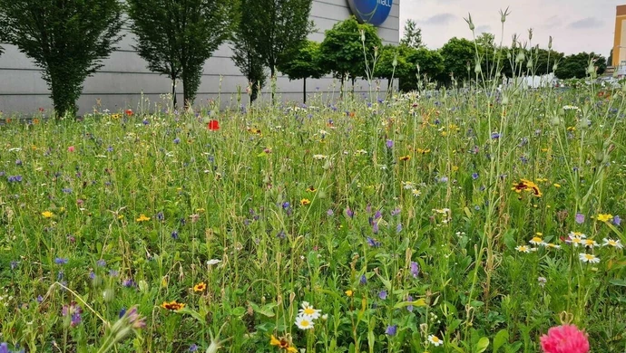 Kolejna kwietna łąka w Piotrkowie
