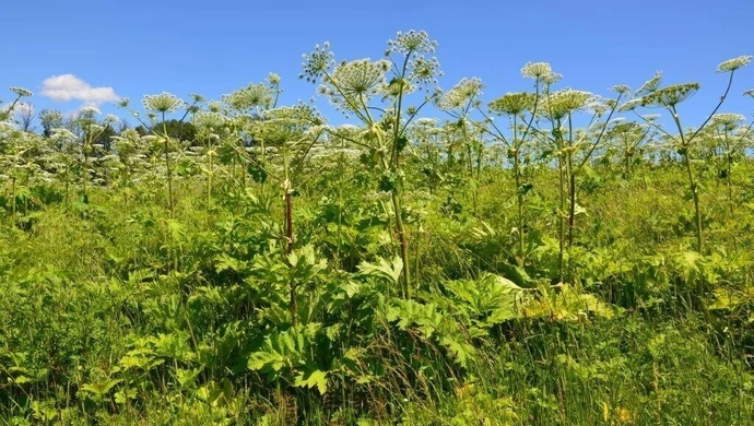 Widzisz barszcz? Reaguj!