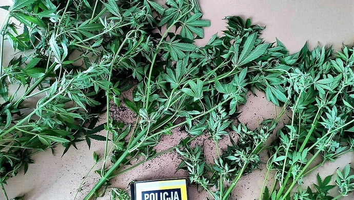 Cztery krzewy przyczyną kłopotów