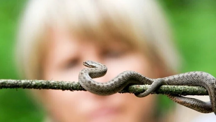 Gniewosz plamisty - nadal skrajnie zagrożony i niedostatecznie chroniony