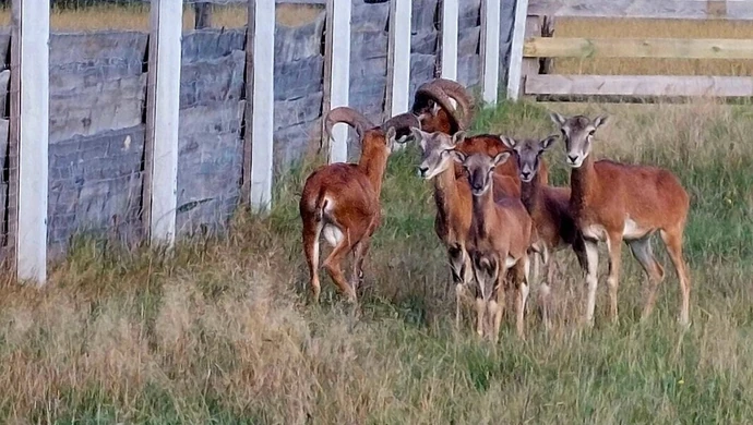 Prezydenckie muflony dojechały do Koła