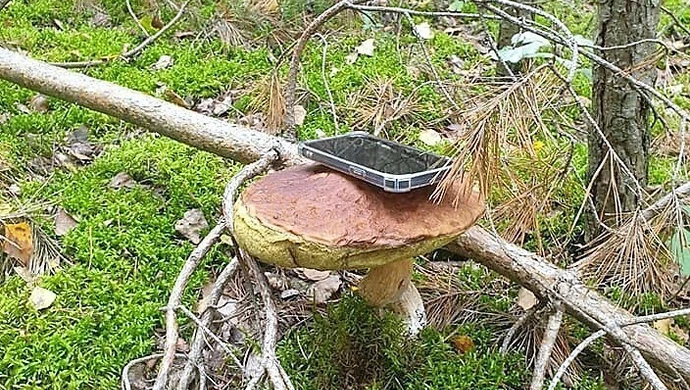 Wybieracie się na grzyby? O tym musicie pamiętać